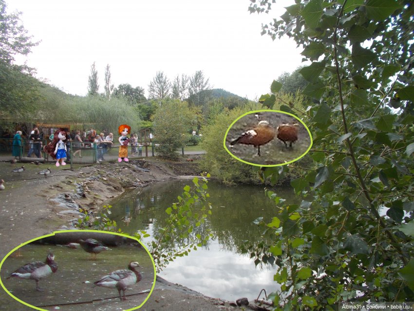 Звери, птицы и цветы (окончание)