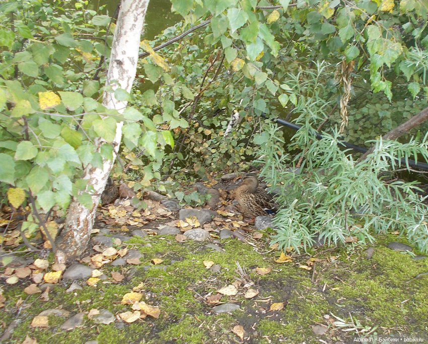 Звери, птицы и цветы (окончание)