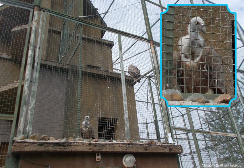 Звери, птицы и цветы (окончание)