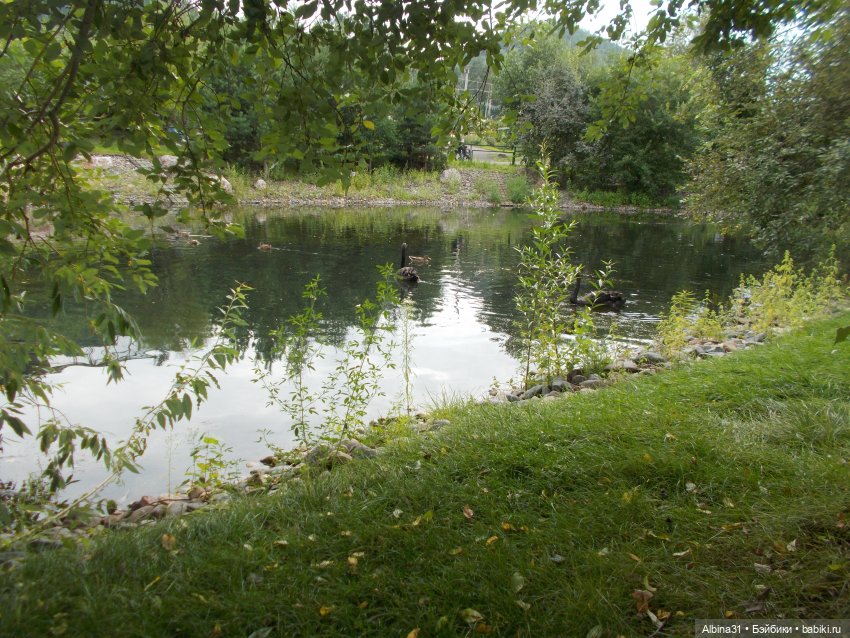 Звери, птицы и цветы (окончание)