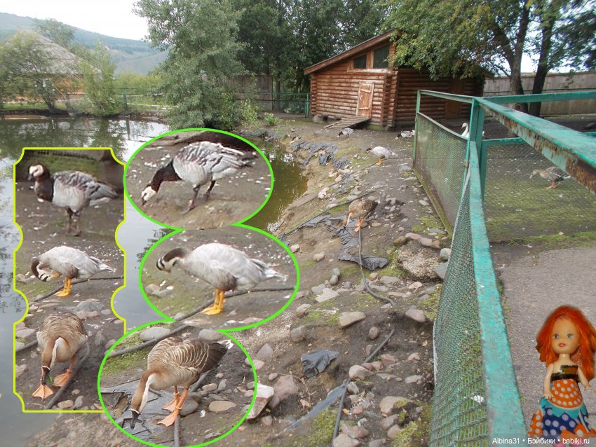 Звери, птицы и цветы (окончание)