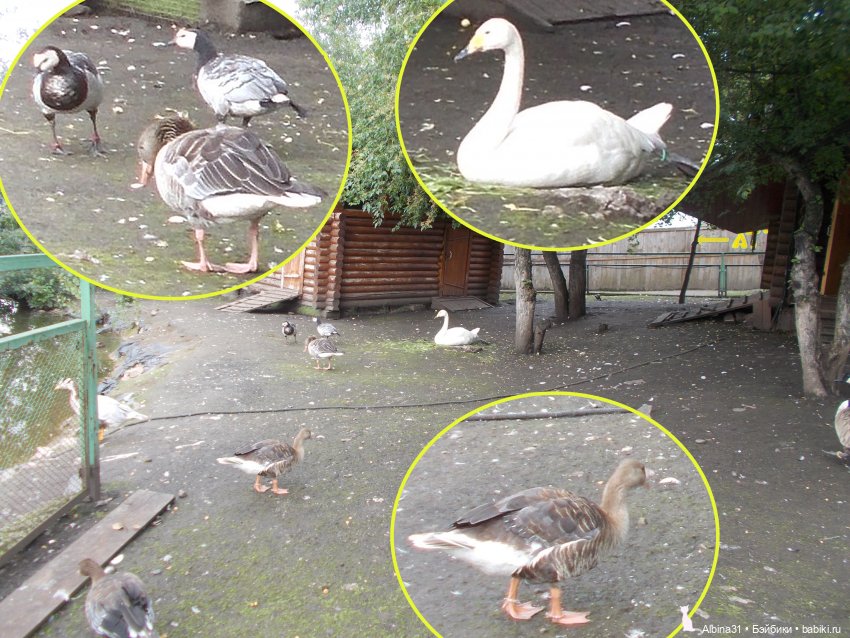 Звери, птицы и цветы (окончание)