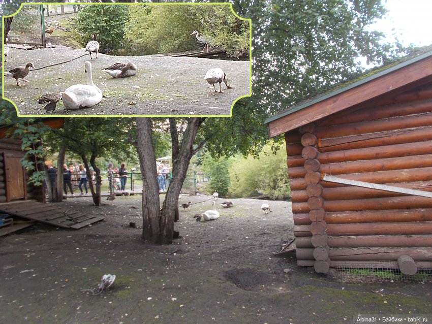 Звери, птицы и цветы (окончание)