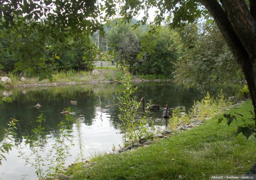 Звери, птицы и цветы (окончание)