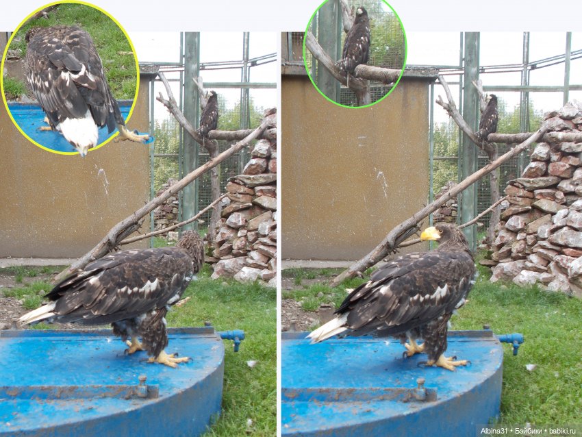 Звери, птицы и цветы (окончание)