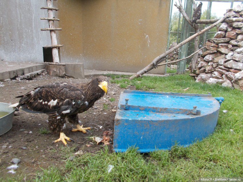 Звери, птицы и цветы (окончание)