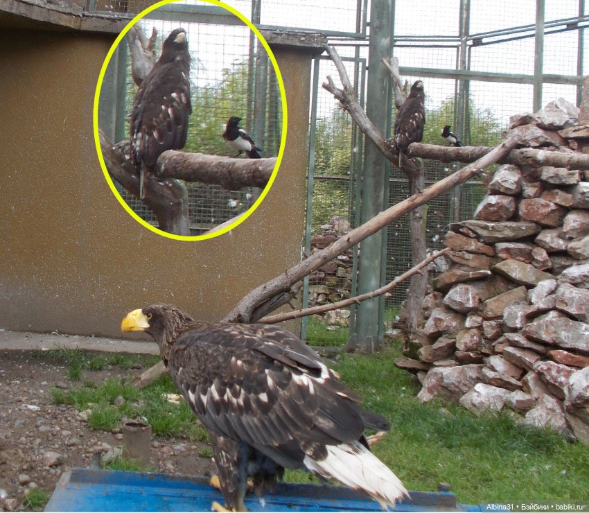 Звери, птицы и цветы (окончание)