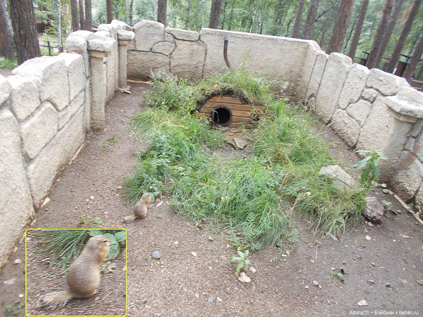 Звери, птицы и цветы (окончание)