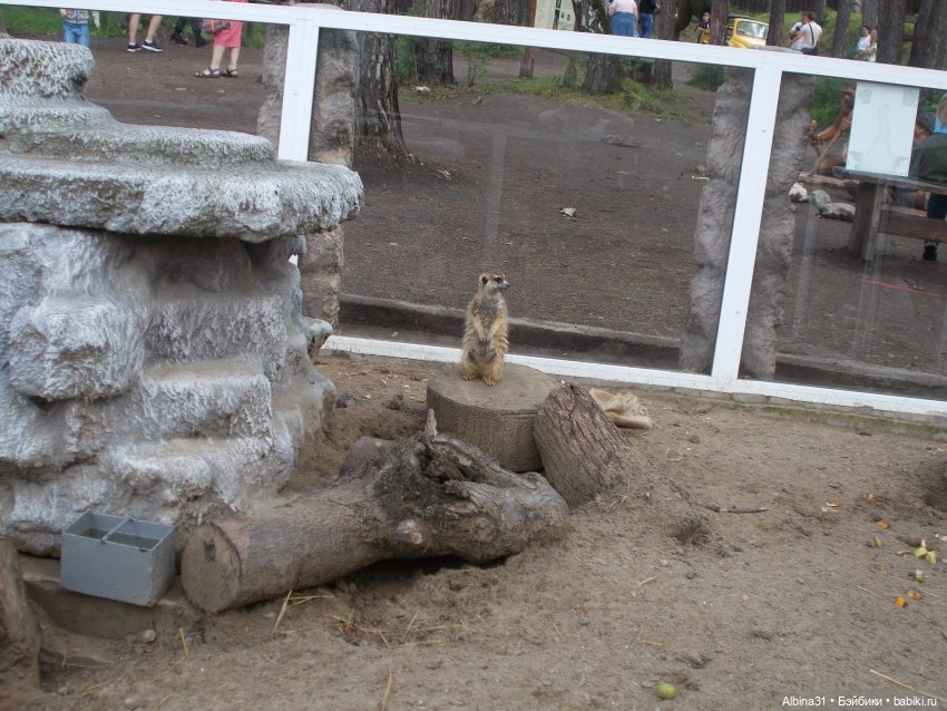 Звери, птицы и цветы (окончание)