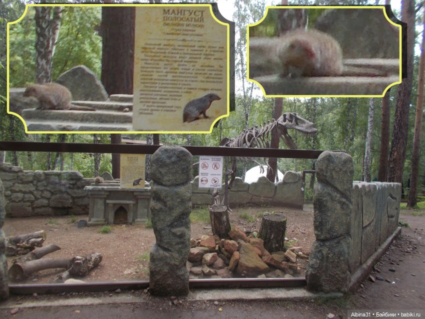 Звери, птицы и цветы (окончание)