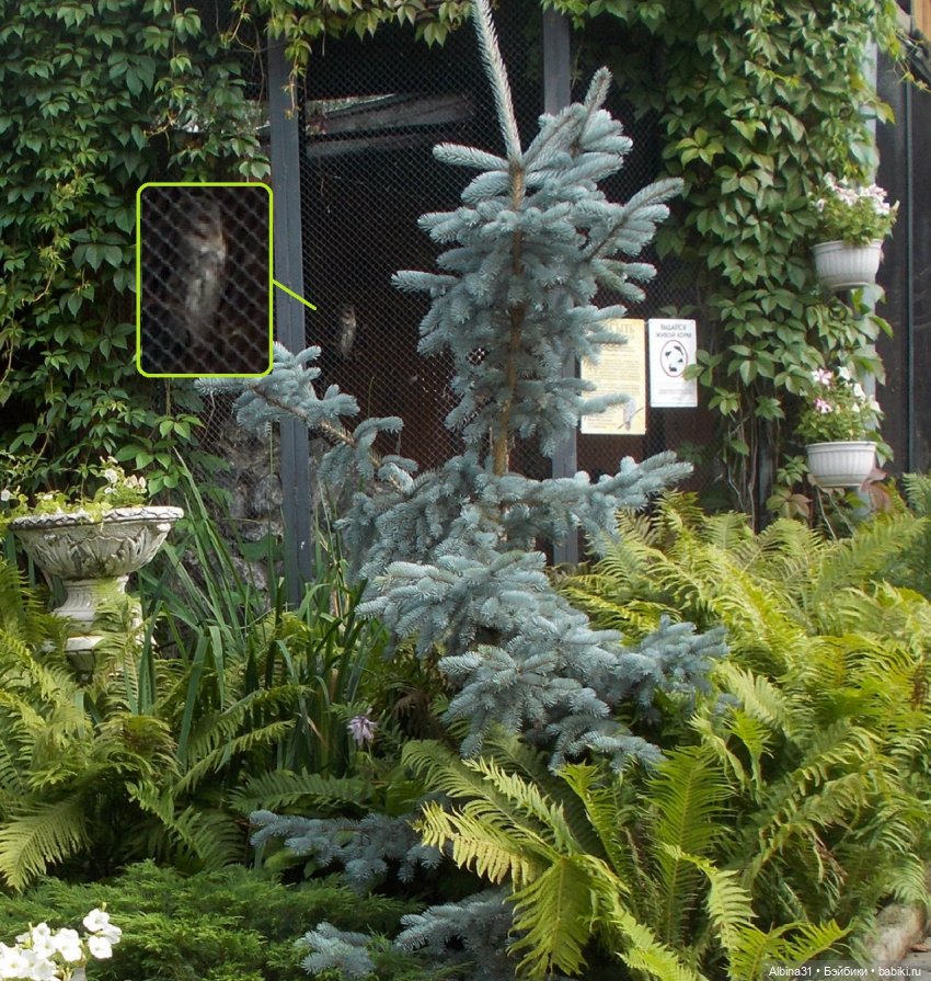 Звери, птицы и цветы (окончание)