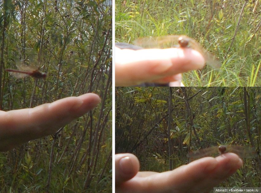 Прогулки и просто куклы — Куклы Baboliy (Баболи