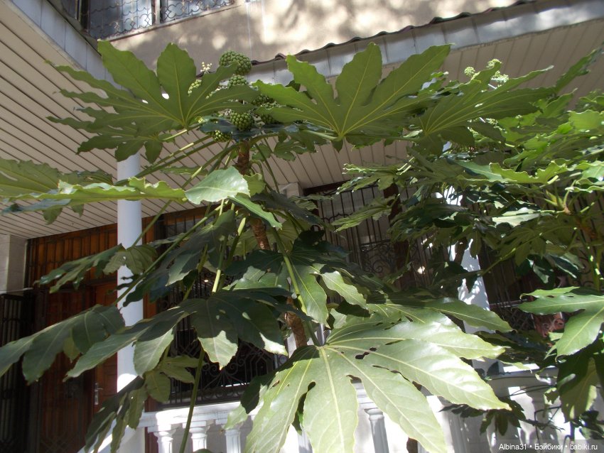 Просто Сочи — Туризм и путешествия: фотоотчеты из поездок