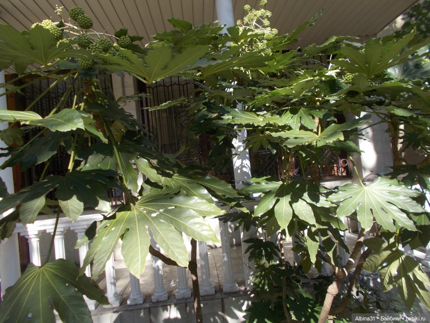 Просто Сочи — Туризм и путешествия: фотоотчеты из поездок