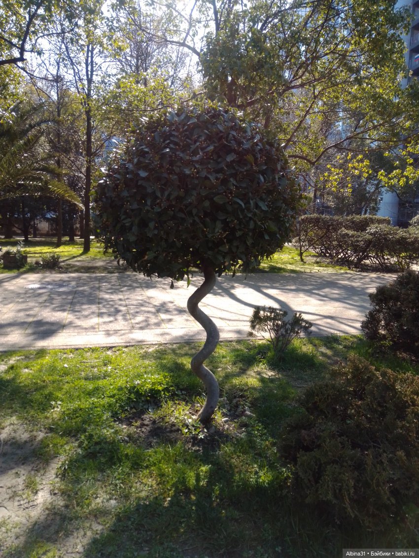 Просто Сочи. Продолжение — Туризм и путешествия: фотоотчеты из поездок