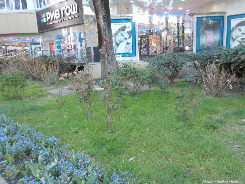 Просто Сочи. Продолжение — Туризм и путешествия: фотоотчеты из поездок (фото 8)