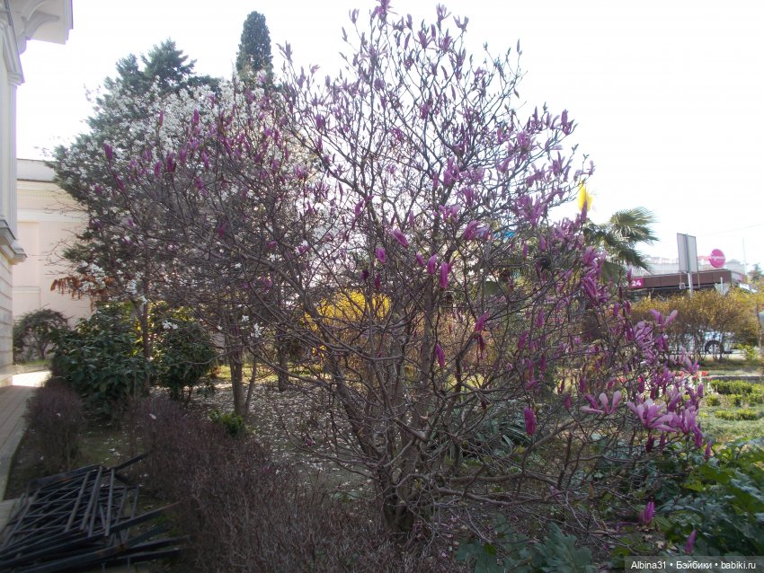 Просто Сочи. Продолжение — Туризм и путешествия: фотоотчеты из поездок