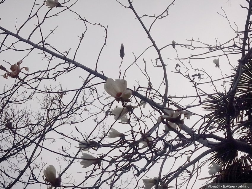 Просто Сочи. Продолжение — Туризм и путешествия: фотоотчеты из поездок