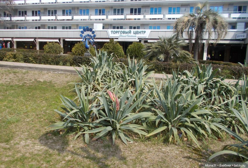 Просто Сочи — Туризм и путешествия: фотоотчеты из поездок (фото 10)