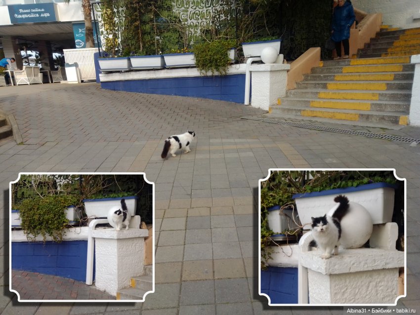 Просто Сочи. Окончание — Туризм и путешествия: фотоотчеты из поездок (фото 5)