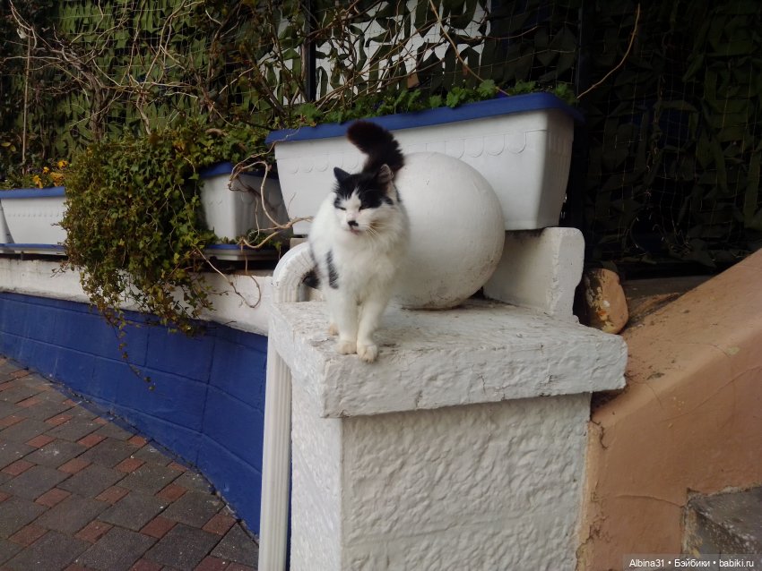 Просто Сочи. Окончание — Туризм и путешествия: фотоотчеты из поездок (фото 6)