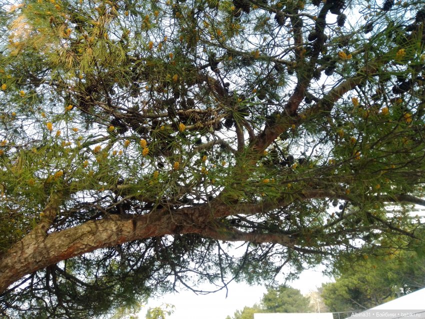 Просто Сочи. Окончание — Туризм и путешествия: фотоотчеты из поездок