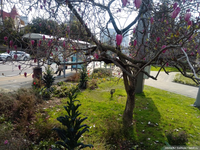 Просто Сочи. Окончание — Туризм и путешествия: фотоотчеты из поездок