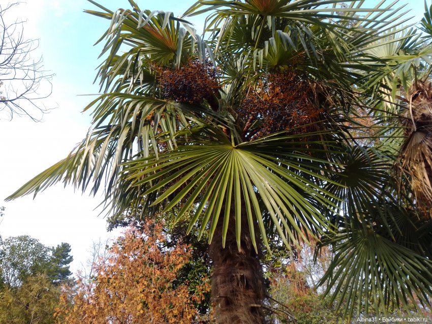 Просто Сочи. Окончание — Туризм и путешествия: фотоотчеты из поездок