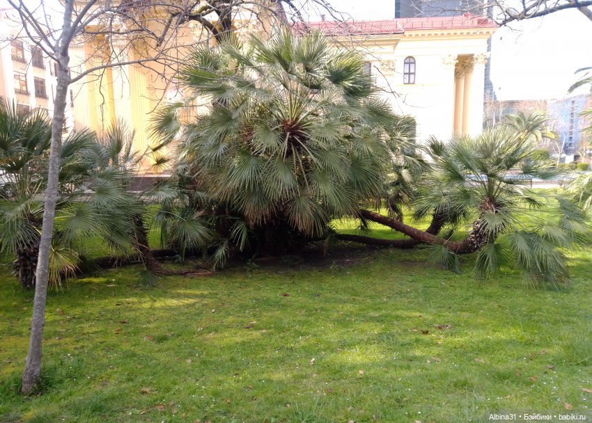 Просто Сочи. Окончание — Туризм и путешествия: фотоотчеты из поездок