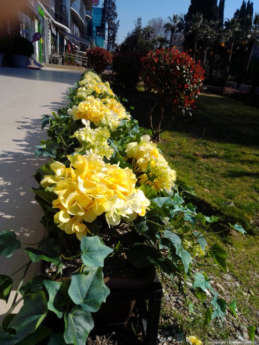 Просто Сочи. Окончание — Туризм и путешествия: фотоотчеты из поездок