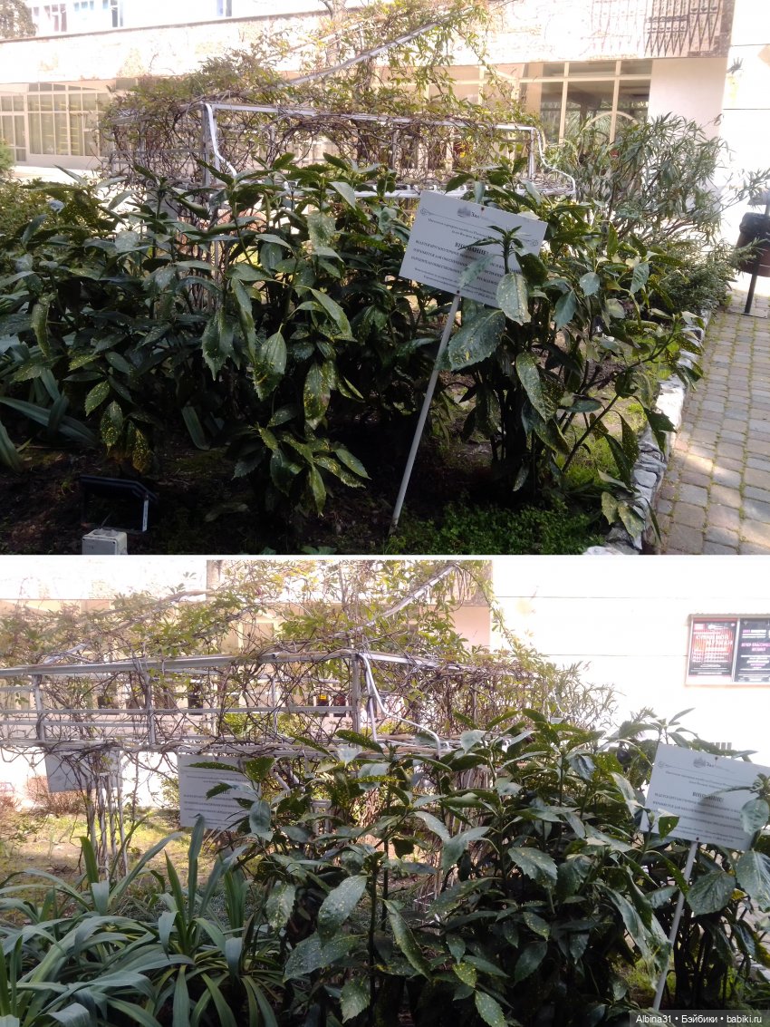 Просто Сочи. Окончание — Туризм и путешествия: фотоотчеты из поездок