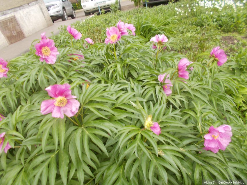 Просто так. Баболи — Куклы Baboliy (Баболи