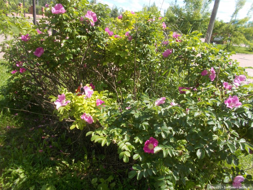 Новенькие парни — Разные шарнирные куклы (не БЖД): редкие (фото 10)