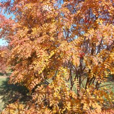 Осень. Городские зарисовки