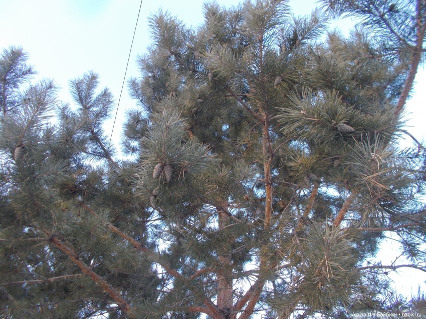 Центральный и на Каменке — Игровые куклы разных производителей (Разное): редкие бренды (фото 6)