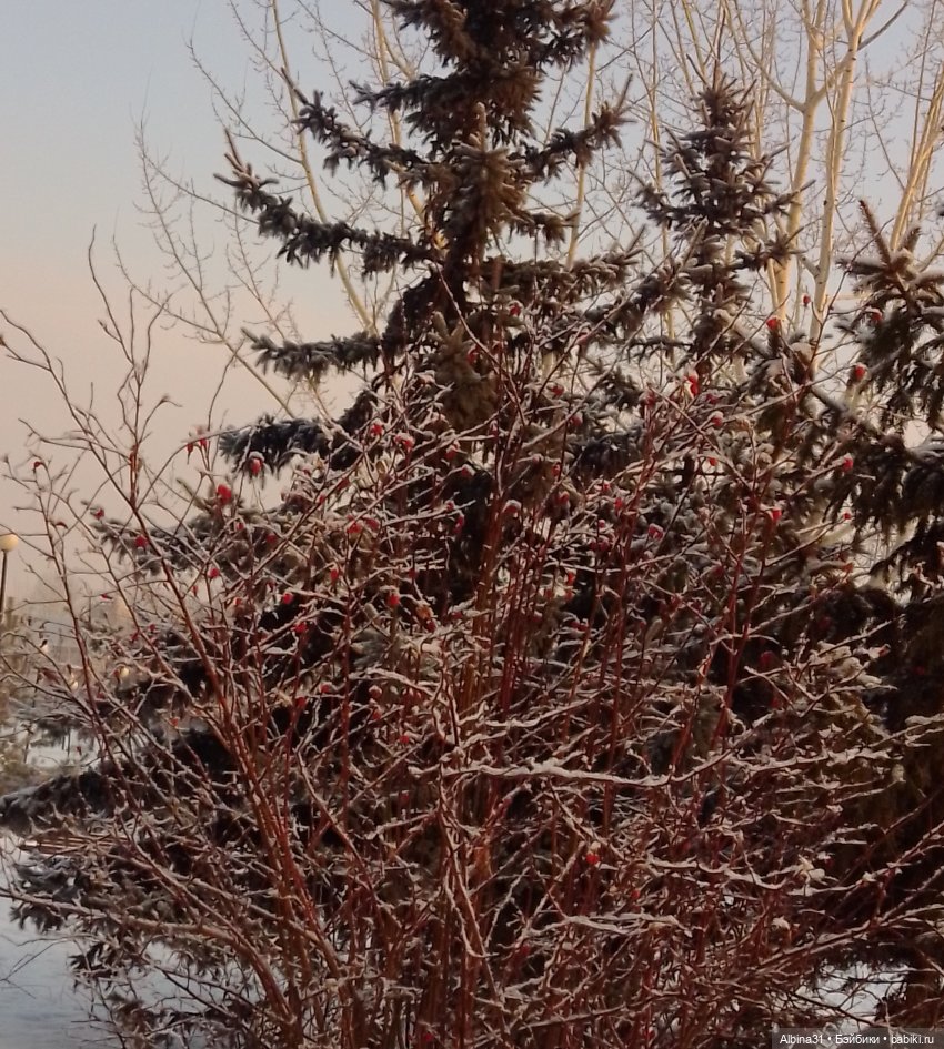 Январские прогулки. 2022 год