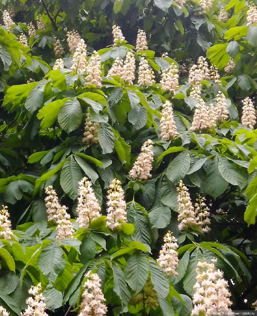 Весна в Питере — Игровые куклы разных производителей (Разное): редкие бренды