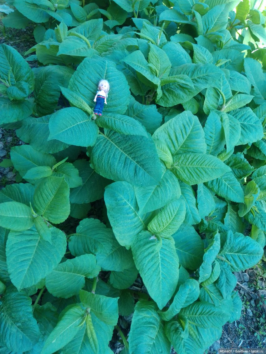 Дендрологический парк в Екатеринбурге 2022 год