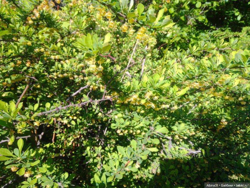 Дендрологический парк в Екатеринбурге 2022 год