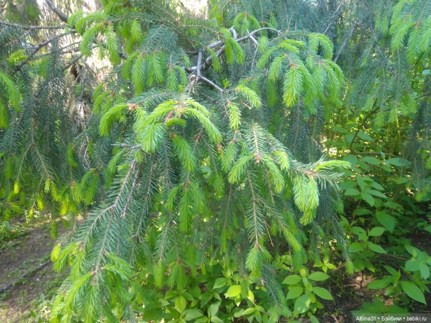 Дендрологический парк в Екатеринбурге 2022 год