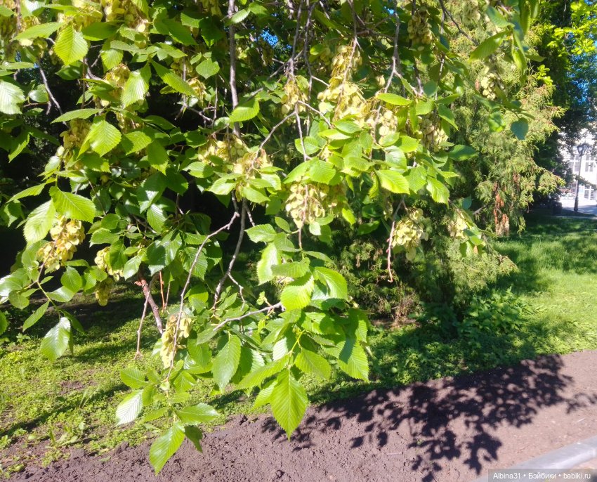 Дендрологический парк в Екатеринбурге 2022 год