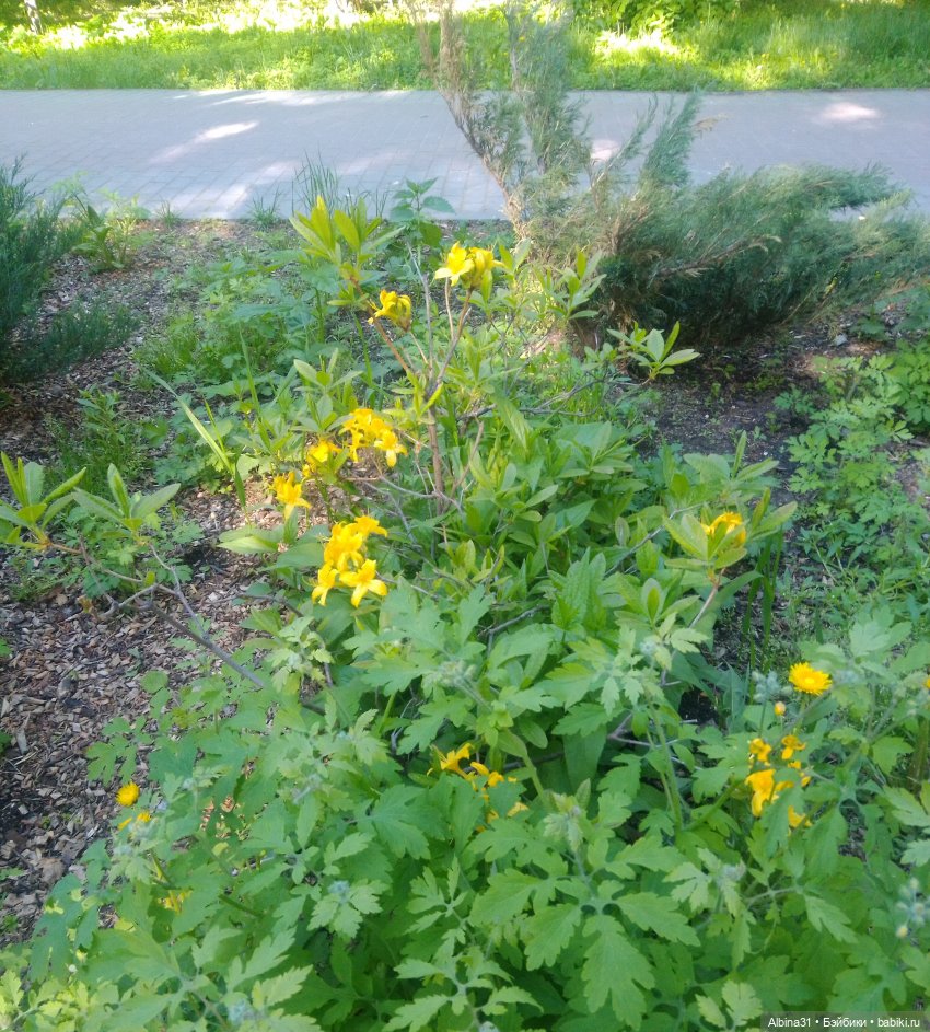 Дендрологический парк в Екатеринбурге 2022 год