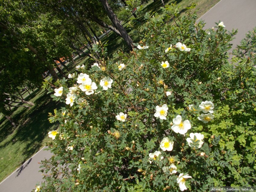 Просто так, накопилось — Игровые куклы разных производителей (Разное): редкие бренды (фото 9)