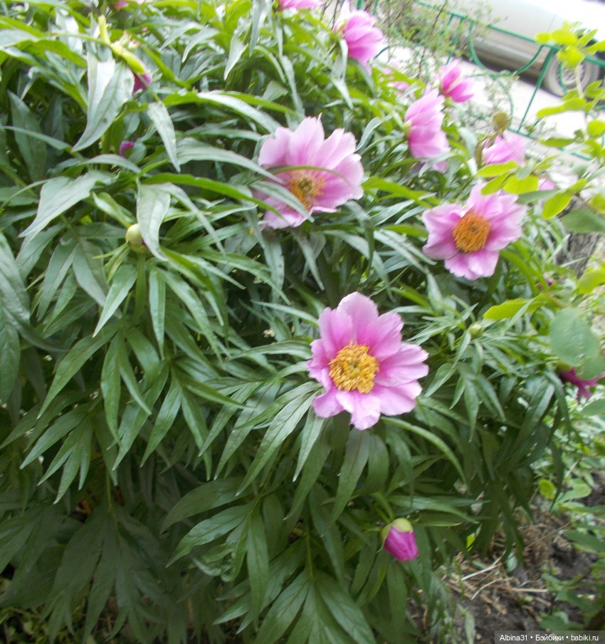 Просто так, накопилось — Игровые куклы разных производителей (Разное): редкие бренды