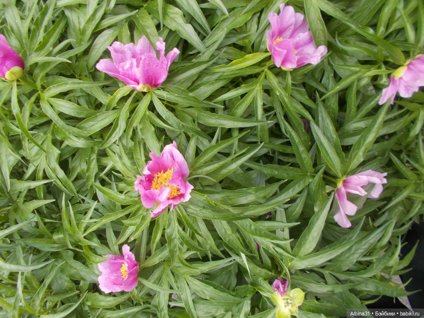 Просто так, накопилось — Игровые куклы разных производителей (Разное): редкие бренды