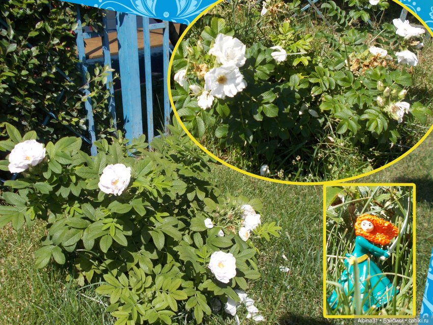 Городские зарисовки. Парк... Парк... Июль 2022 год | Бэйбики Городские зарисовки. Парк... Парк... Июль 2022 год