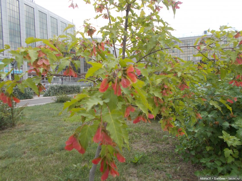 Городские зарисовки с кудряшкой Сью