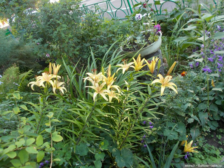 Цветы и куклы — Куклы Baboliy (Баболи (фото 9)