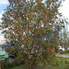 Рябина. Куклы