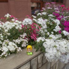 Куклы... Цветы...2